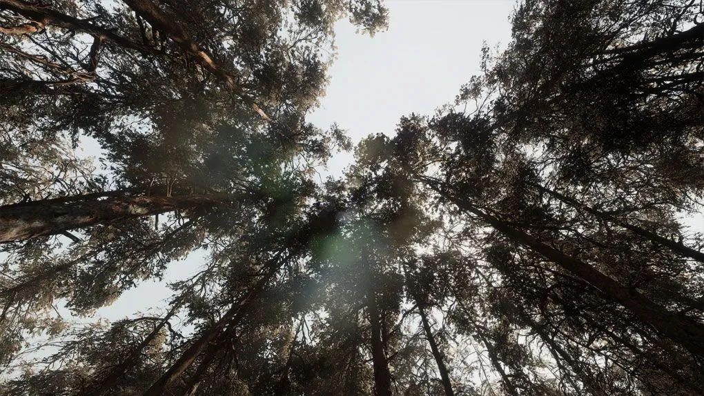 松树林生物群落环境场景Unreal Engine游戏素材 Pine forest - Photogrammetry based High poly Biome