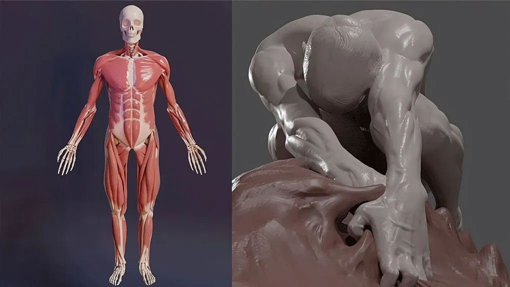 Blender人像雕塑肌肉雕刻3D解剖学大师级视频教程 3D Anatomy: Sculpting in Blender: Master the human figure