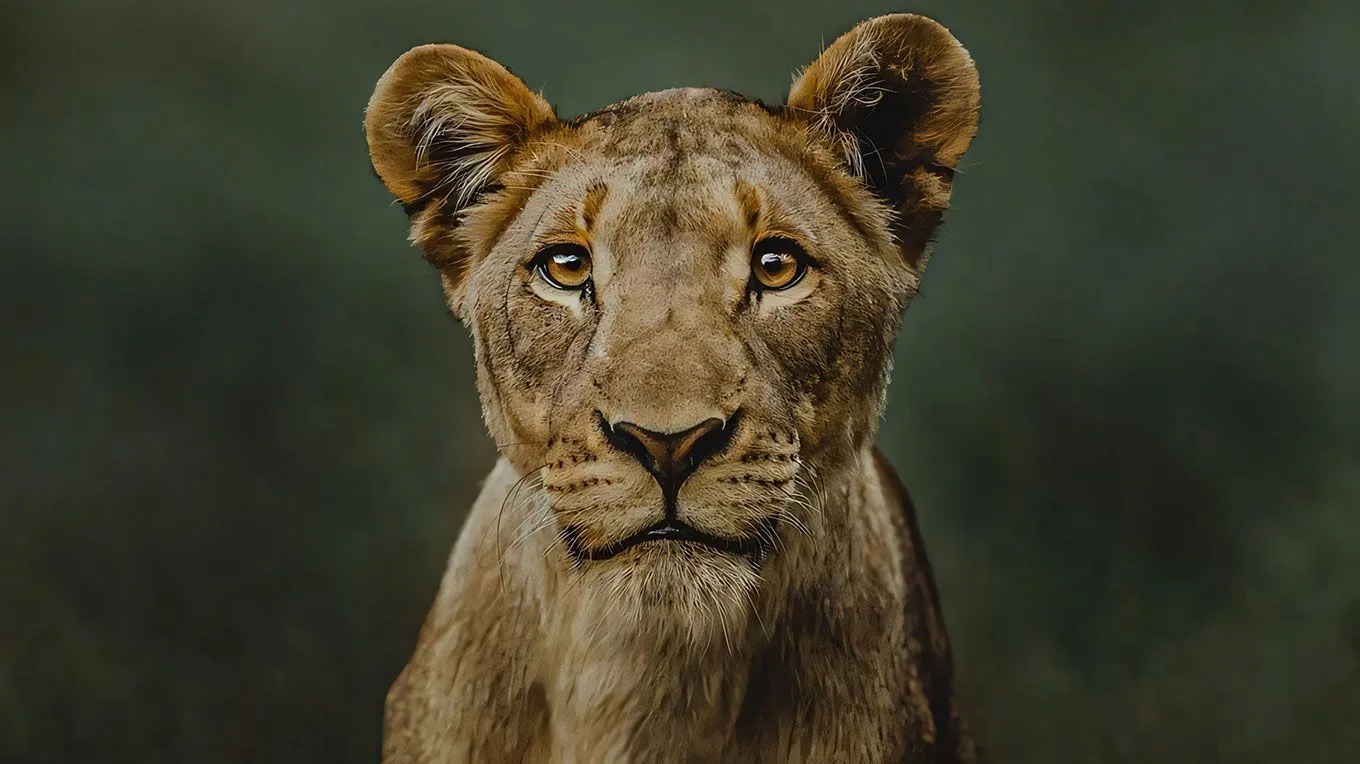 Chase Teron的终极野生动物纪实摄影及后期套装教程附RAW素材 中英字幕