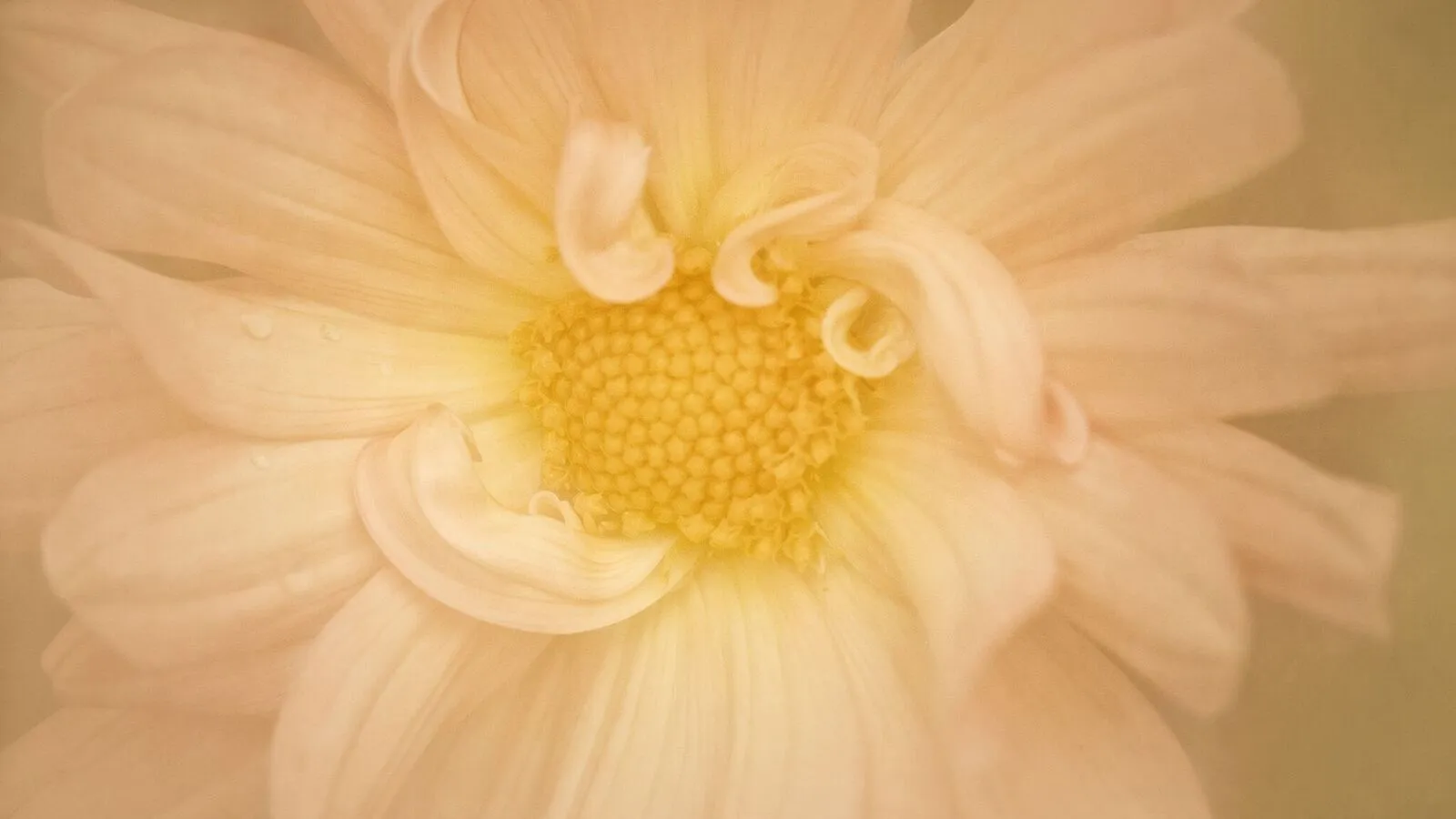 凯瑟琳·克莱蒙斯(Kathleen Clemons)创作印象派绘画照片-中英字幕