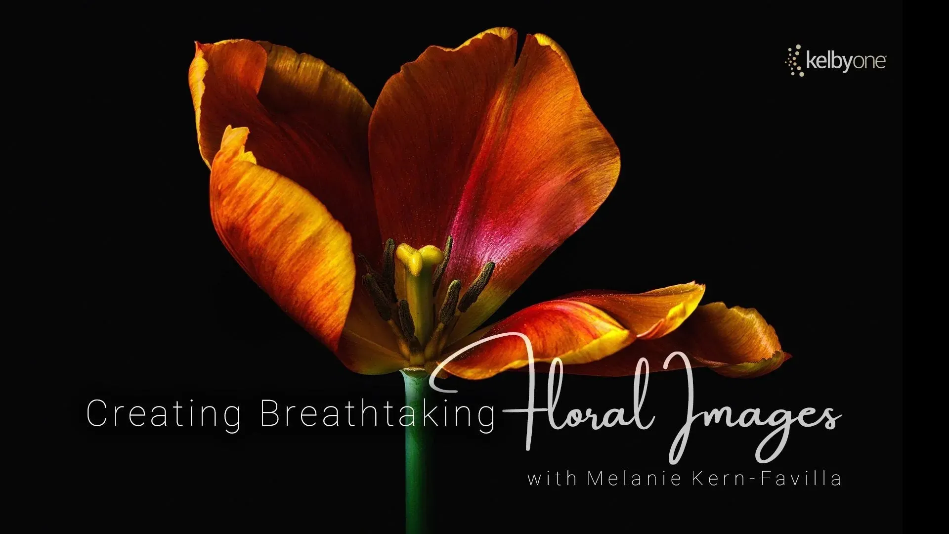 KelbyOne -Melanie Kern-Favilla 花卉静物微距摄影教程-中文字幕