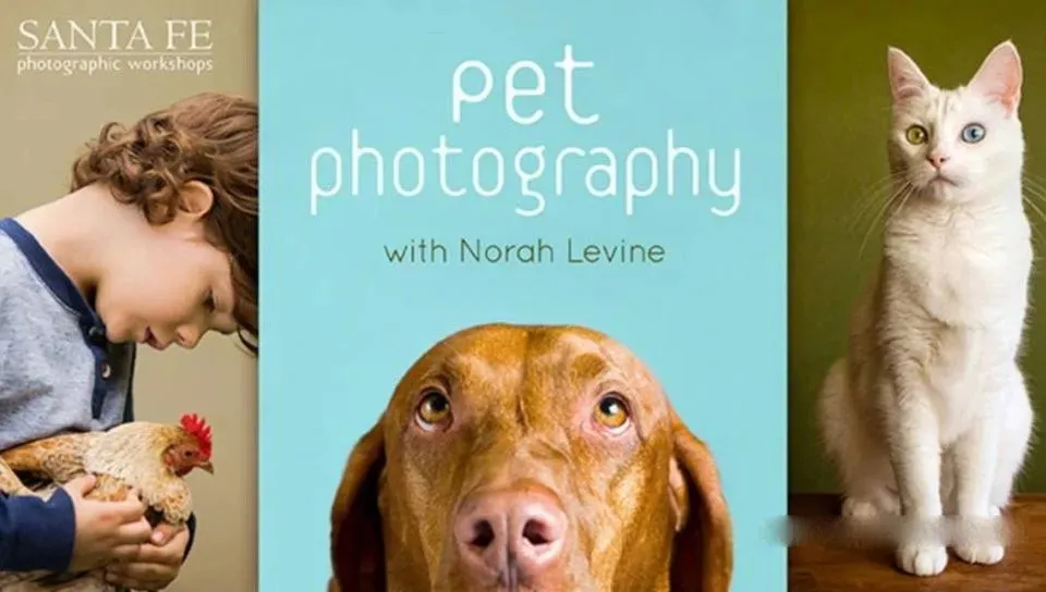 宠物写真摄影及后期处理视频教程