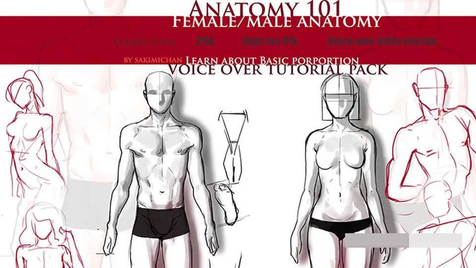 角色整体比例基础训练视频教程 Gumroad Proportion 101 by Sakimi Chan