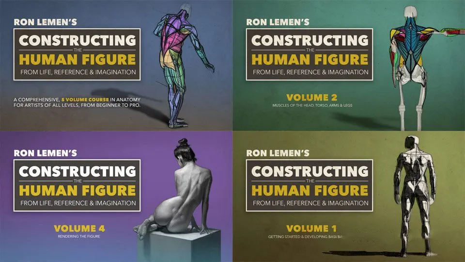 Muddy Colors人体构造解剖学数字绘画核心训练视频教程