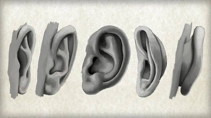 Photoshop耳朵绘制技法视频教程 Methods for Drawing the Human Ear