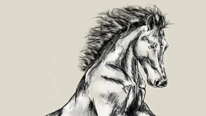 PS与AI动物传统绘画技巧视频教程 Premium Digital Drawing 101 Drawing Animals