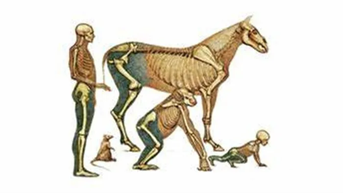 动物基本结构解析视频教程 Animal Anatomy
