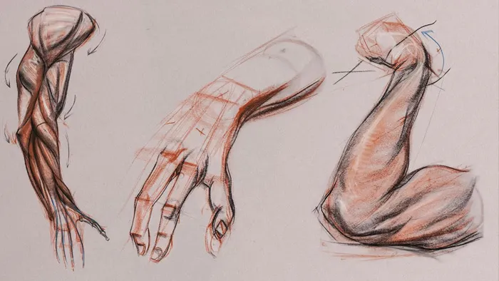 人物角色手臂结构完整剖析视频教程 The Gnomon Workshop Anatomy Workshop Volume 6 Structure and Anatomy of the Arm