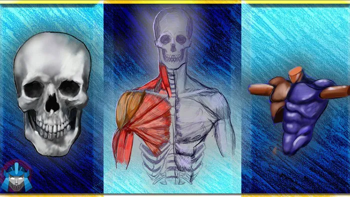 人类结构骨骼肌肉形态绘画解剖原理教程 Complete Beginner's Guide to Anatomy and Figure Drawing pt1