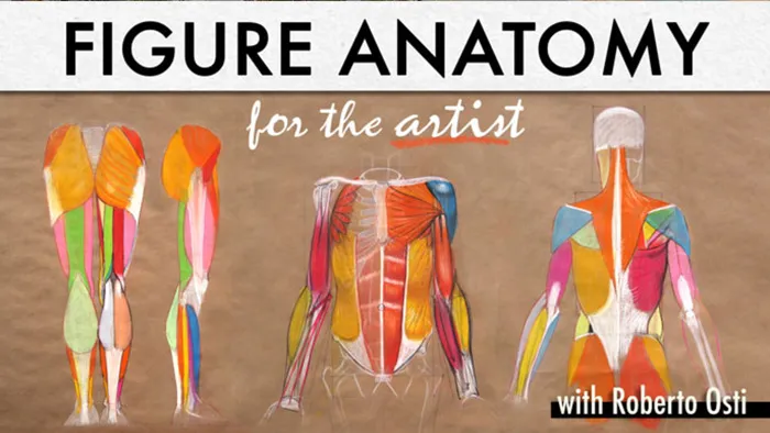 人体内在基本结构解剖学绘画基础训练教程 Figure Anatomy for the Artist