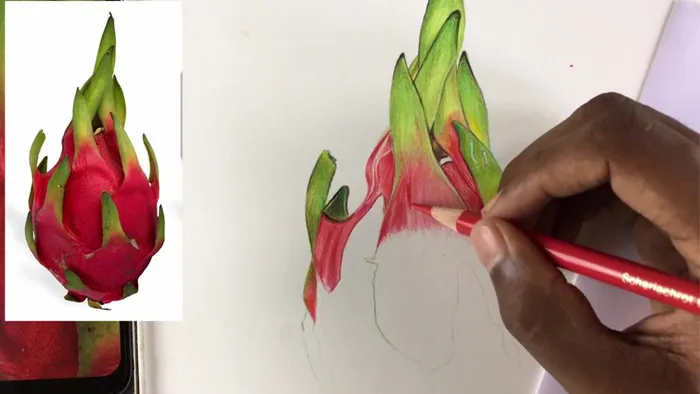 逼真立体火龙果活力插图彩铅传统手绘视频教程