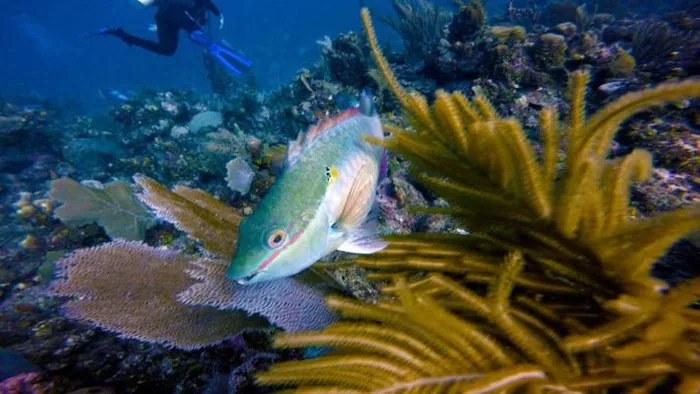PS海底生物图像修饰技巧视频教程 Enhancing Underwater Photos with Photoshop