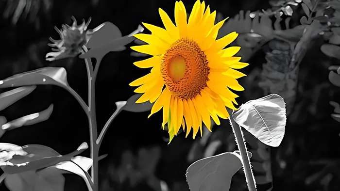 PS色彩隔离使用技巧视频教程 Photoshop Skills Isolate An Object And Keep It In Color