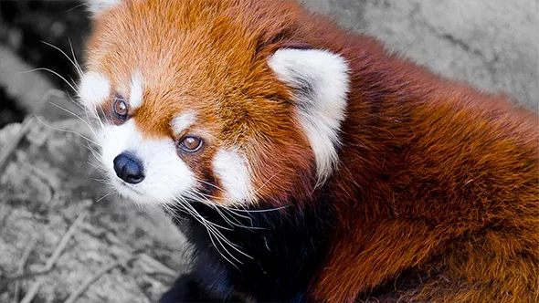 Photoshop 2023选择工具使用技巧视频教程 中文字幕 Photoshop Selections: Tips, Tricks, and Techniques