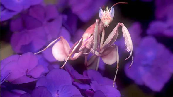 ZBrush与Marmoset Toolbag螳螂生物概念雕刻建模视频教程