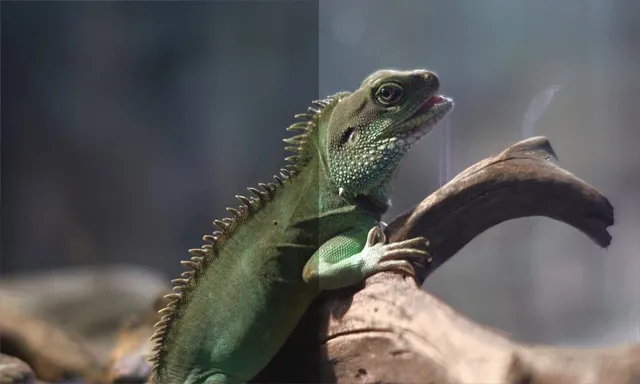 Premiere中GuruLUTs与Look专业调色预设高效使用技巧教程 Premiere Pro Guru: LUTs and Look Files