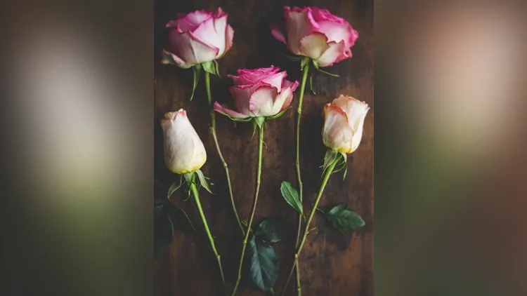 摄影师Denise Love 用自然光创造美丽玫瑰花卉静物产品摄影-中英字幕 Creating A Beautiful Rose Flat lay Photo Using Natural Lig