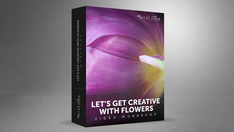 著名摄影师Denise Love创意花卉静物摄影及后期教程-中文字幕 Lets Get Creative With Flowers – Photography Workshop